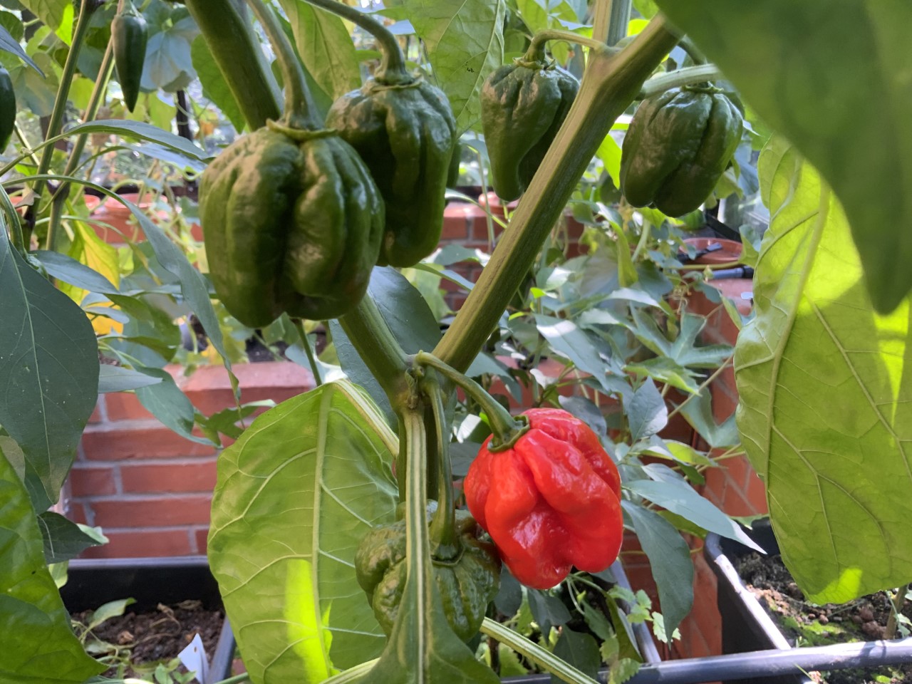 First Numex Suave Red.jpg