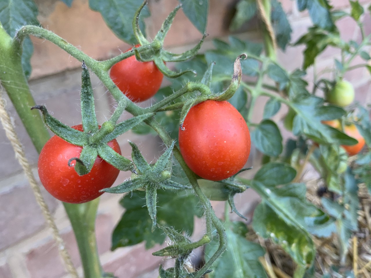 first tomato.jpg