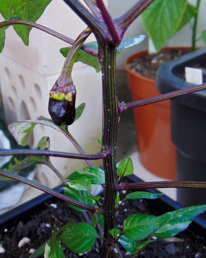 first_fruit-1.jpg