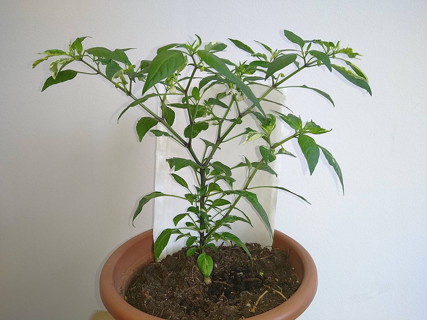 fish_pepper_02072024.jpg
