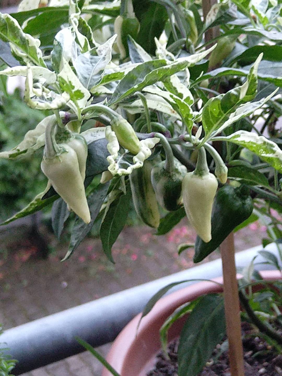 fish_pepper_21082024.jpg