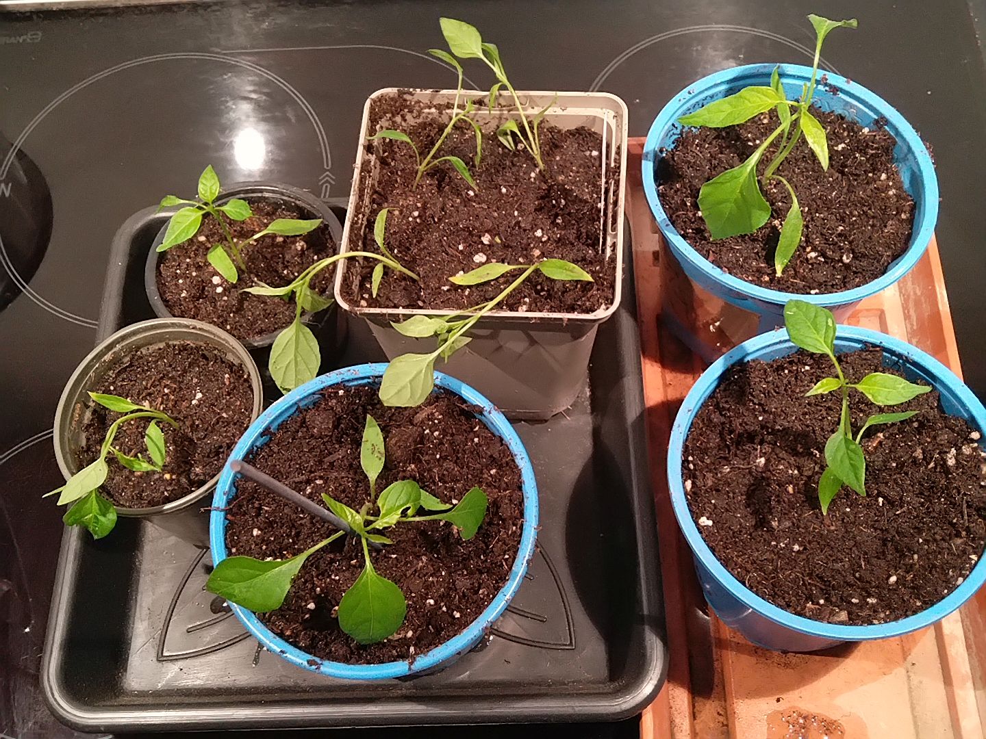fishpepper_30032024.jpg