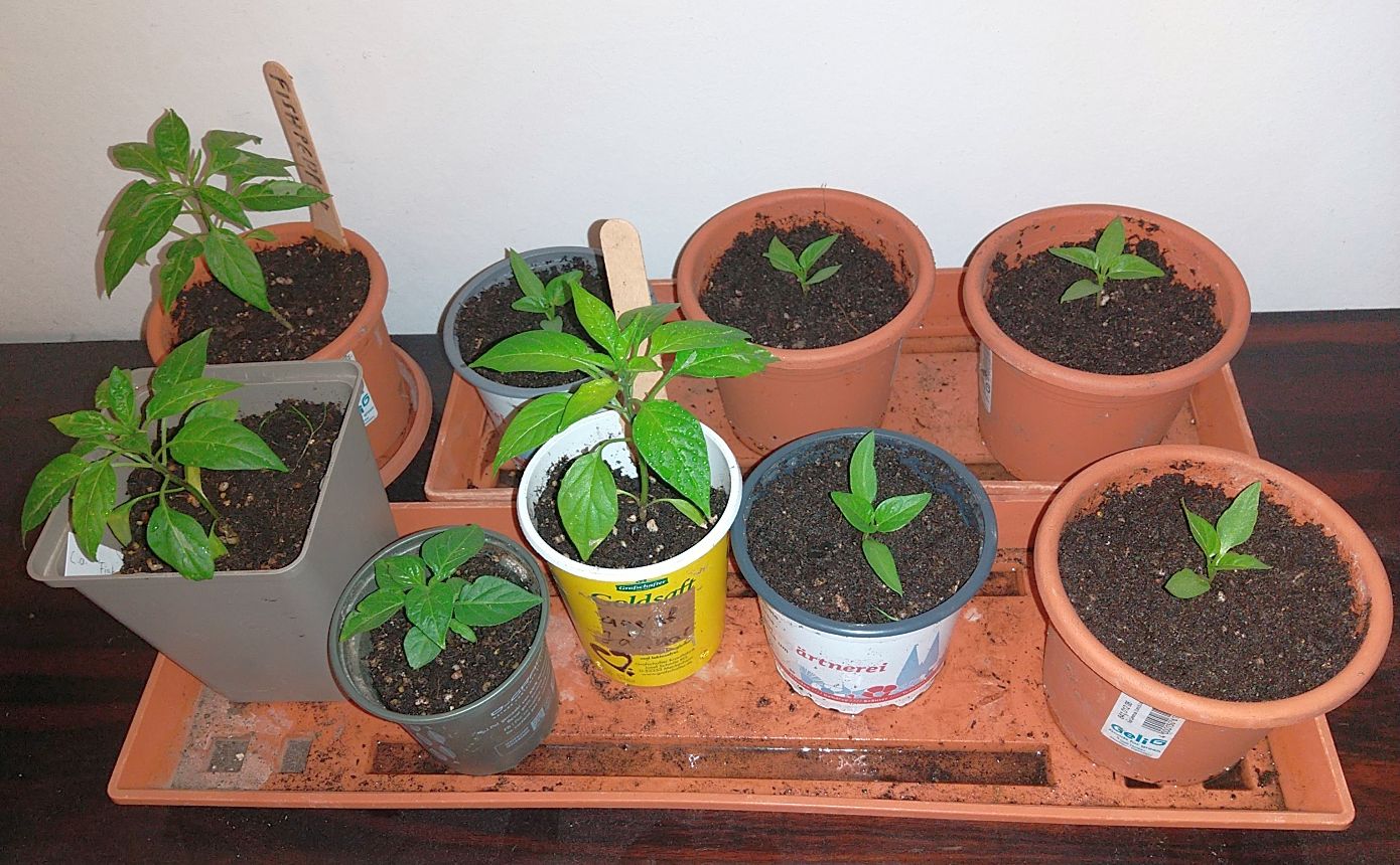 fishpepper_syrische_09052024.jpg