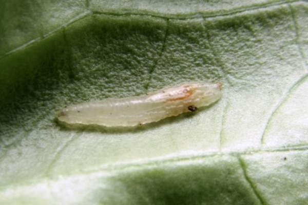 fittosize__600_0_17328da39b7008533bc0036ef81e9030_schwebfliege_larve.jpg