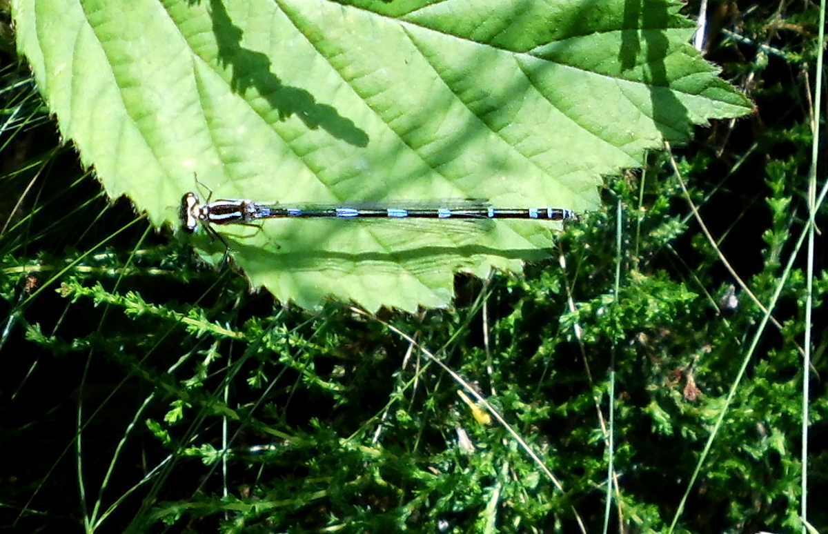 Fledermaus-Azurjungfer.jpg