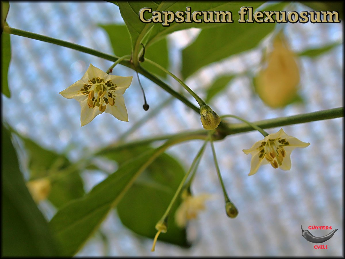 Flexuosum Blüte Mai 2020_.jpg