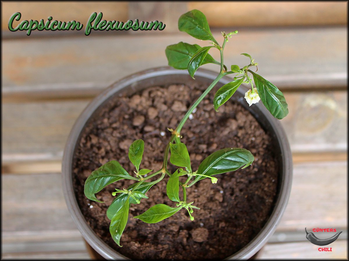 Flexuosum Steckling 28072020.JPG