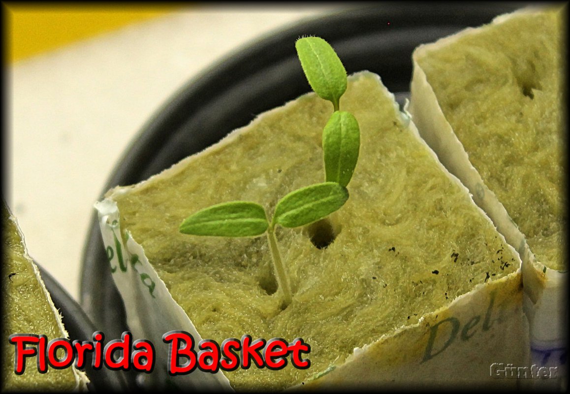 Florida Basket.JPG