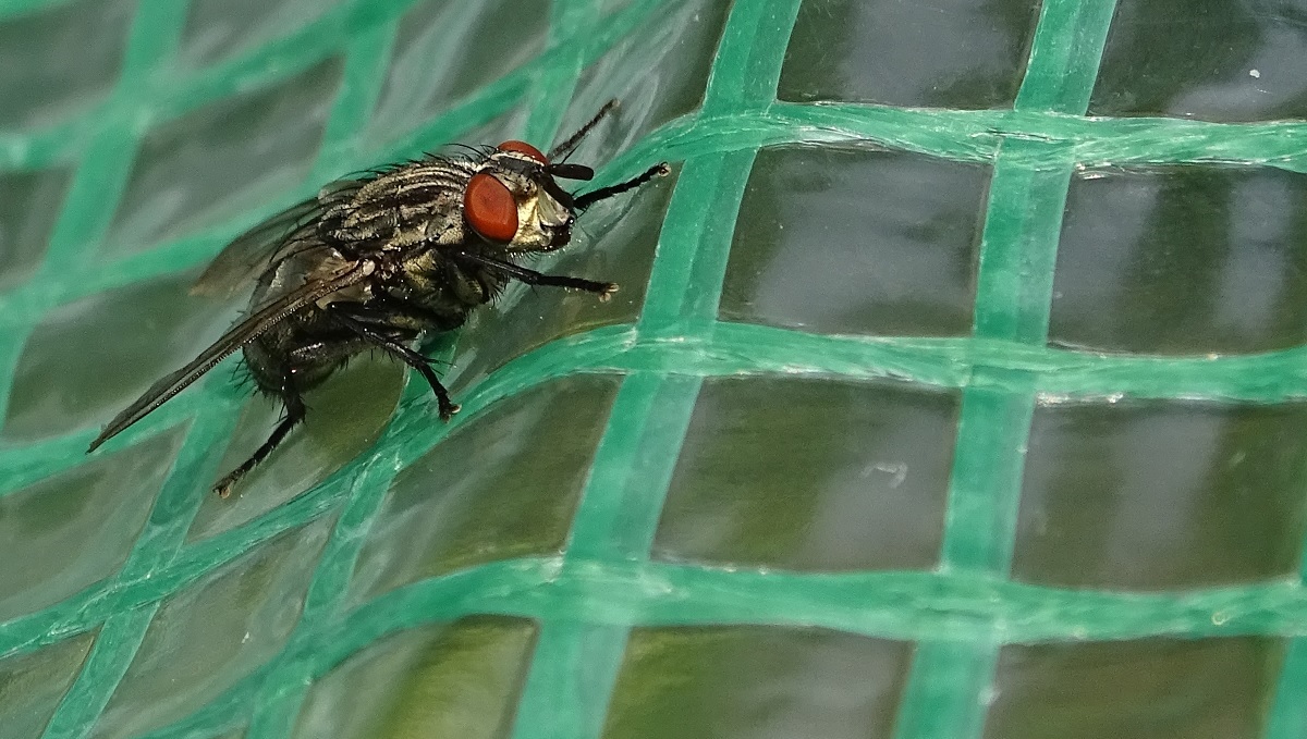 fly 3.jpg