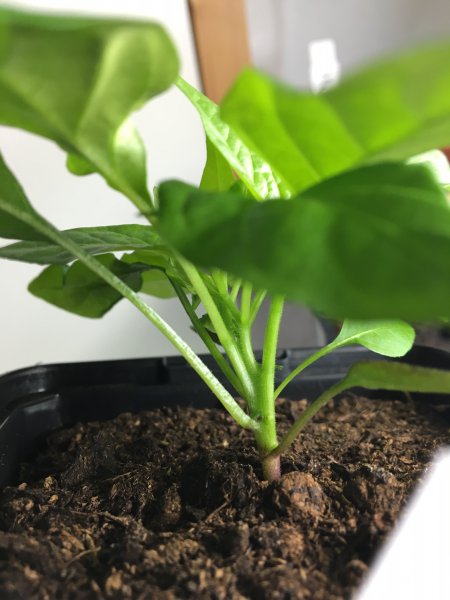 Foto 10.03.16, 12 13 39.jpg