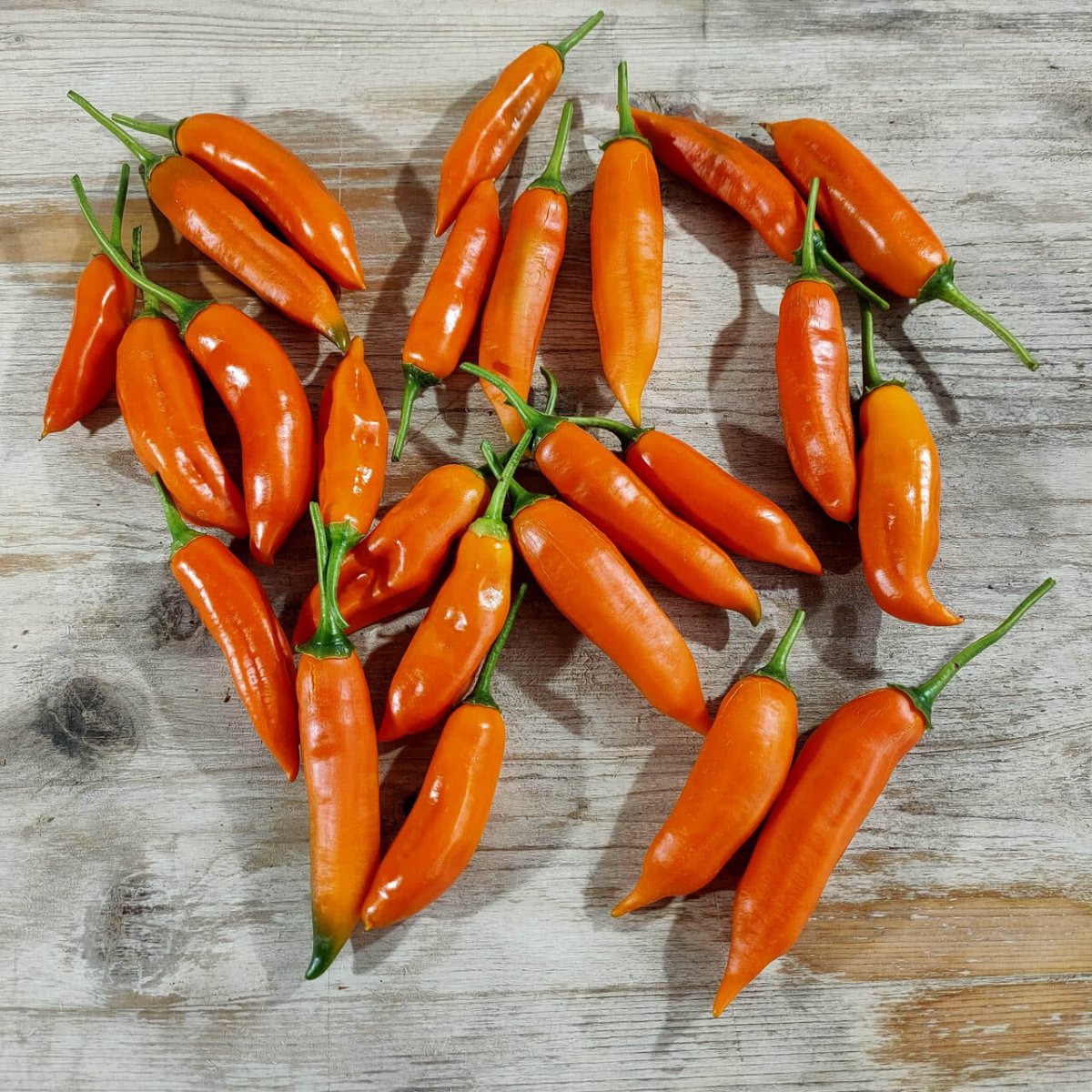frische-chilis-aji-amarillo-chili-schoten-400g.jpg