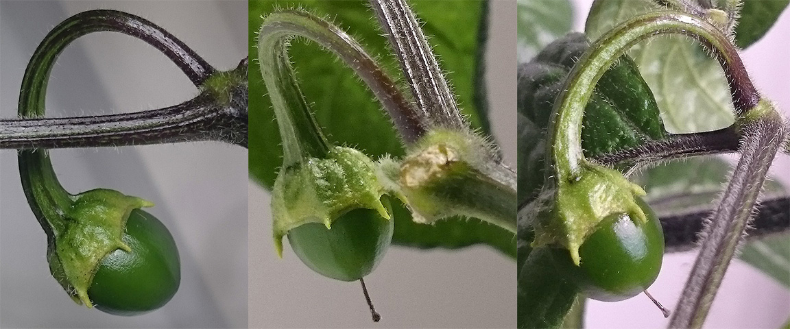 Frucht - Rocoto Peru 8969 02.jpg