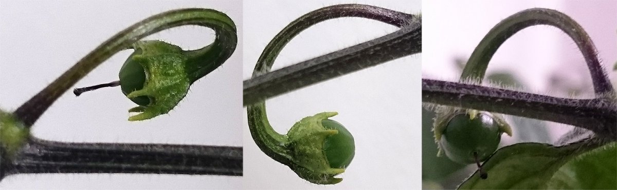 Frucht - Rocoto Peru 8969.jpg