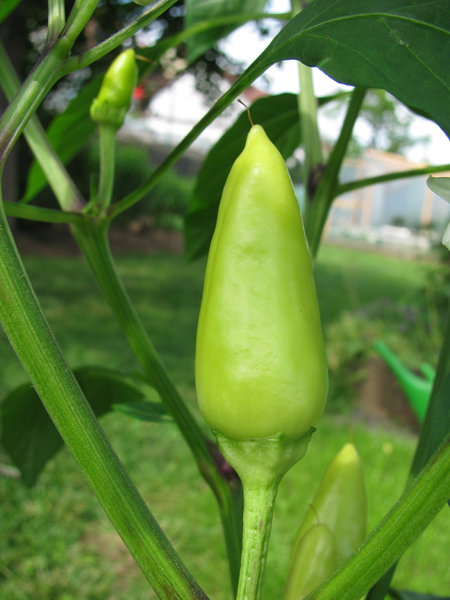 Frucht4.JPG