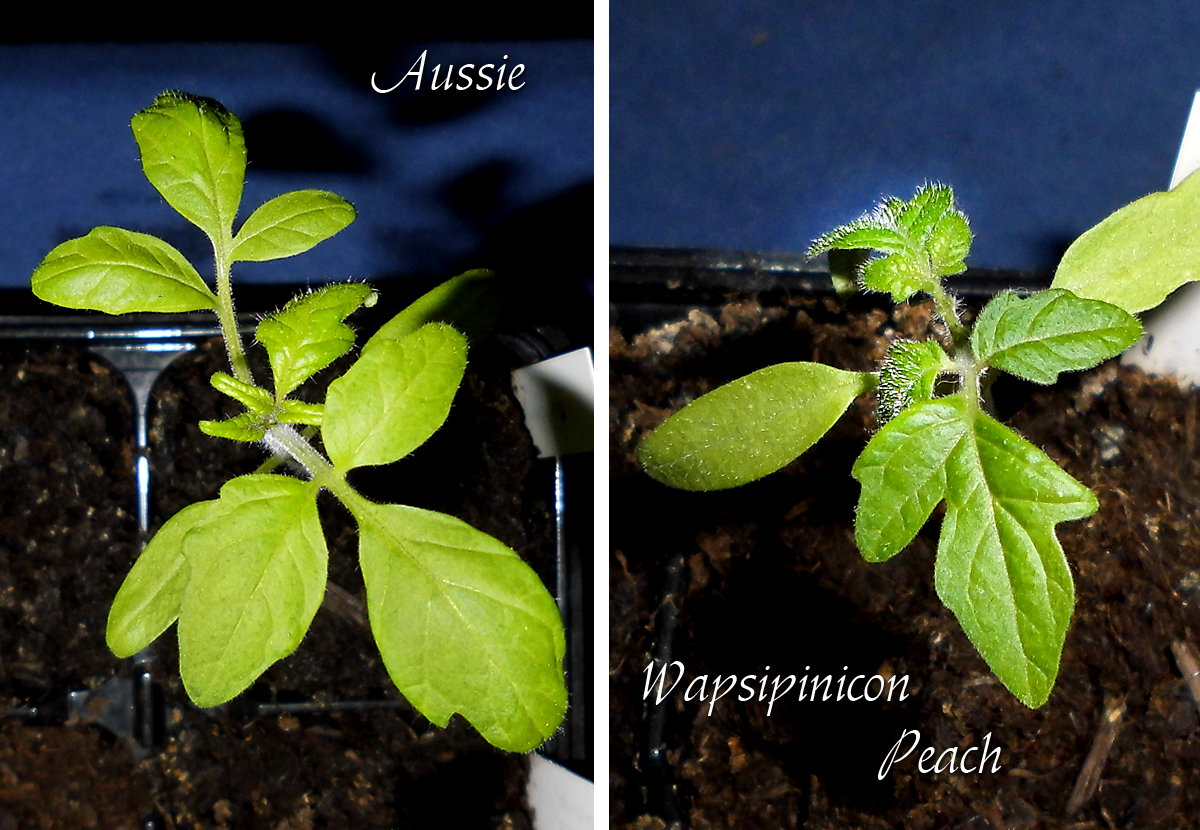 Fruehtomaten_Display-1.jpg