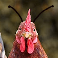 fühlerhuhn.jpg