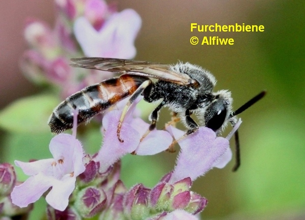 furchenbiene120dqa.jpg