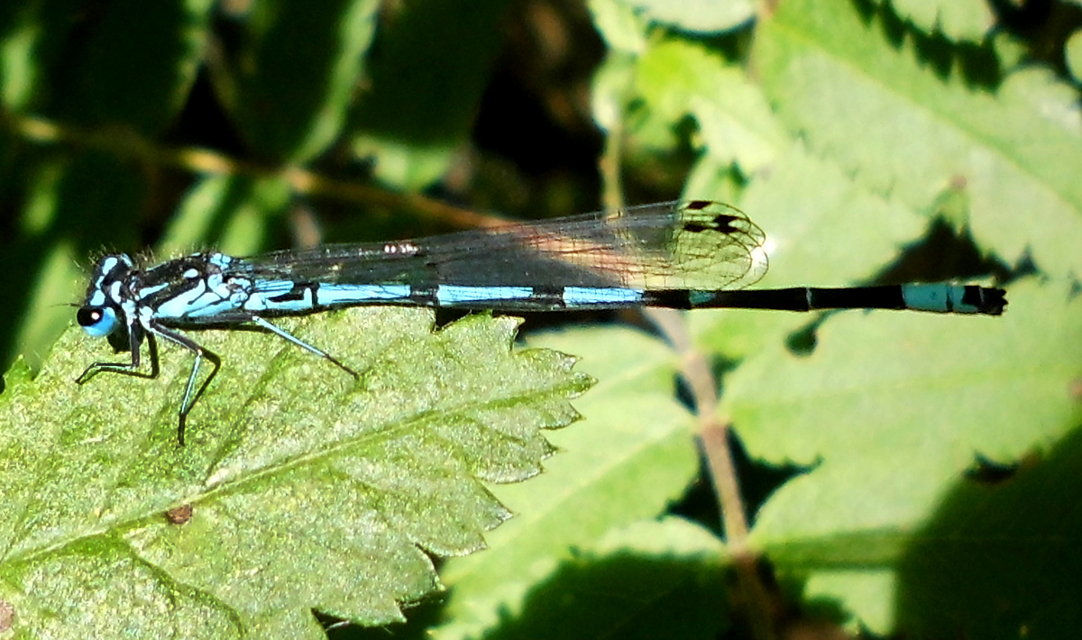 Gabel-Azurjungfer_macro1.jpg