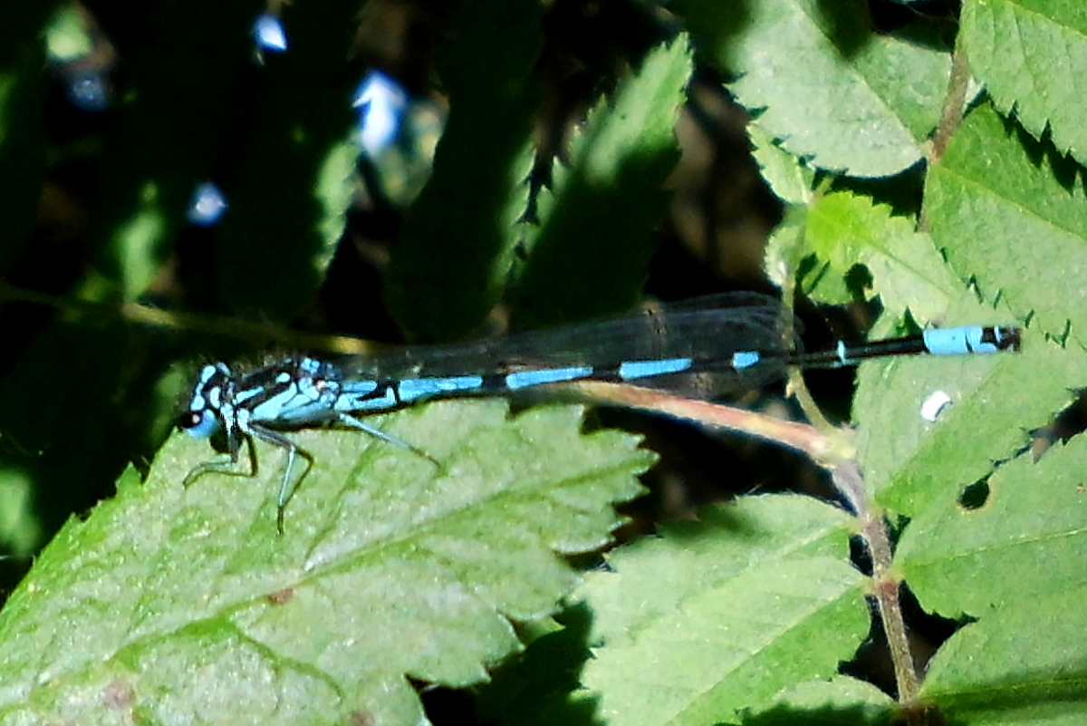 Gabel-Azurjungfer_macro2.jpg