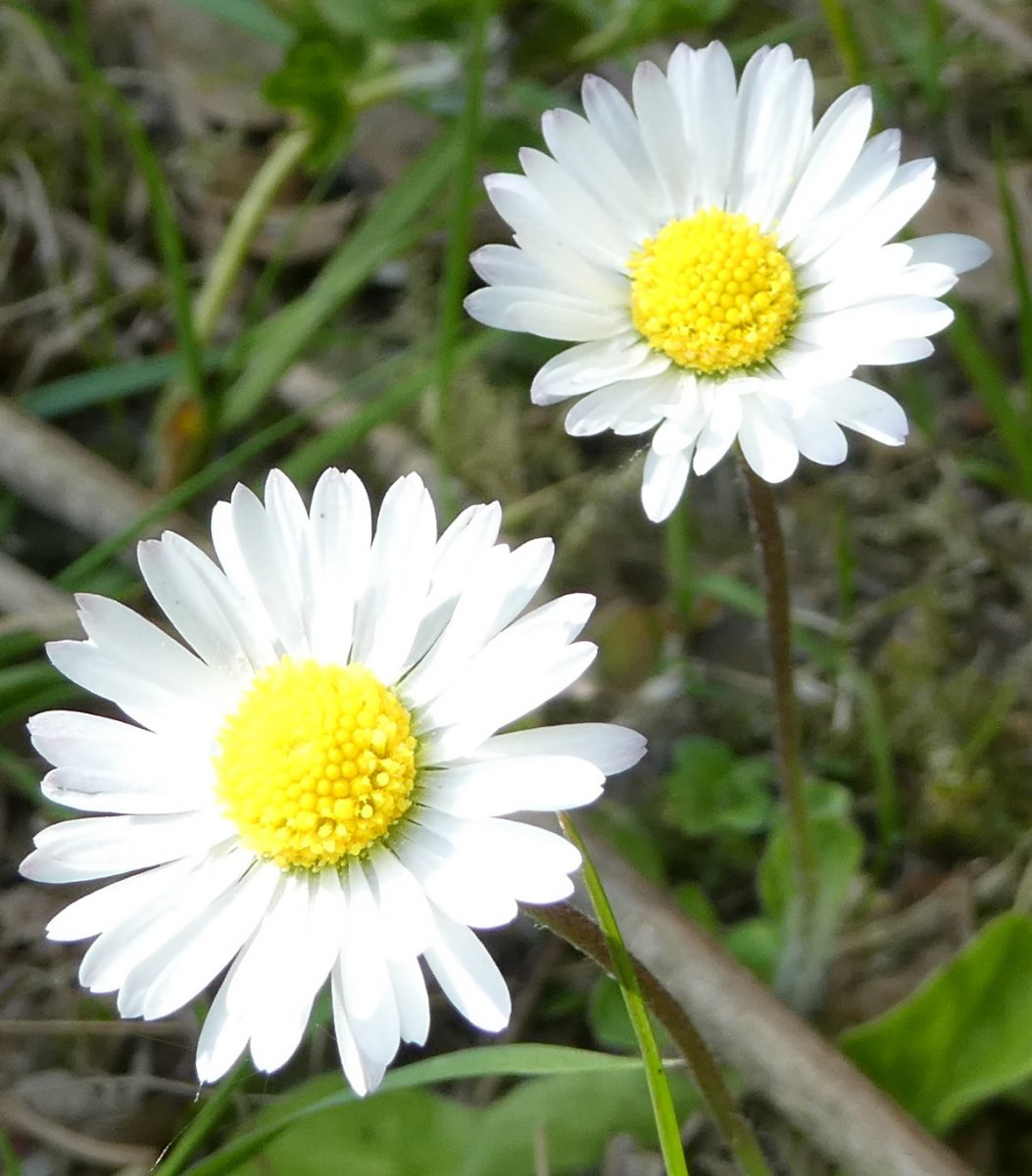 Gänseblümchen.jpg
