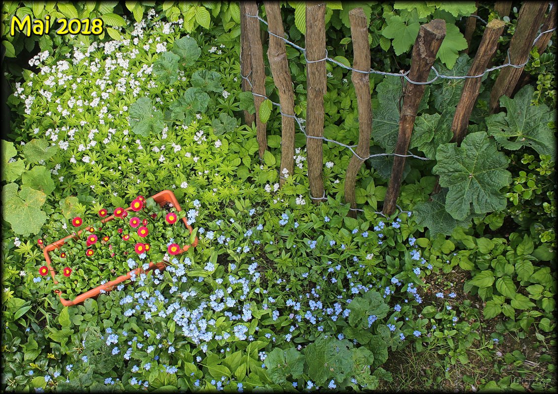 Garten Mai 2018.JPG
