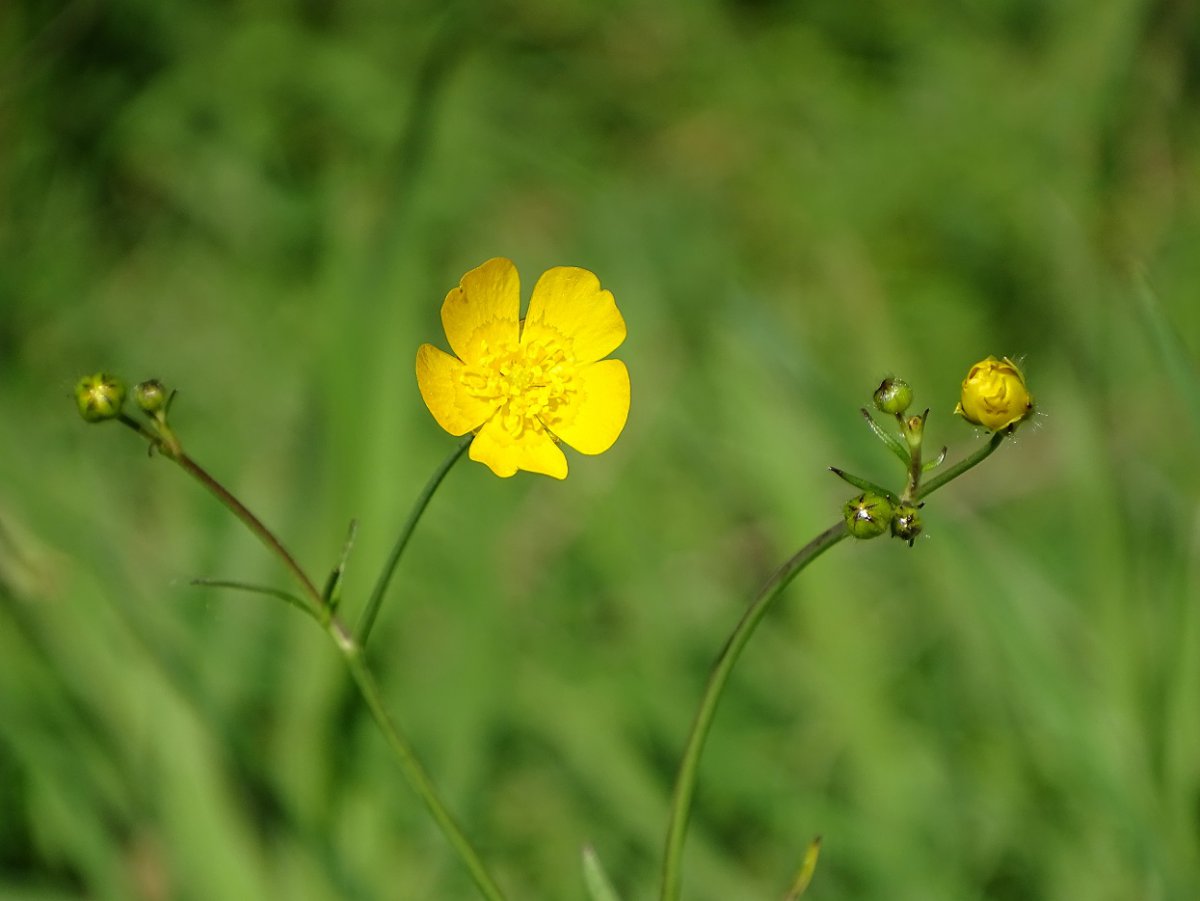 gelbe Blume a.jpg