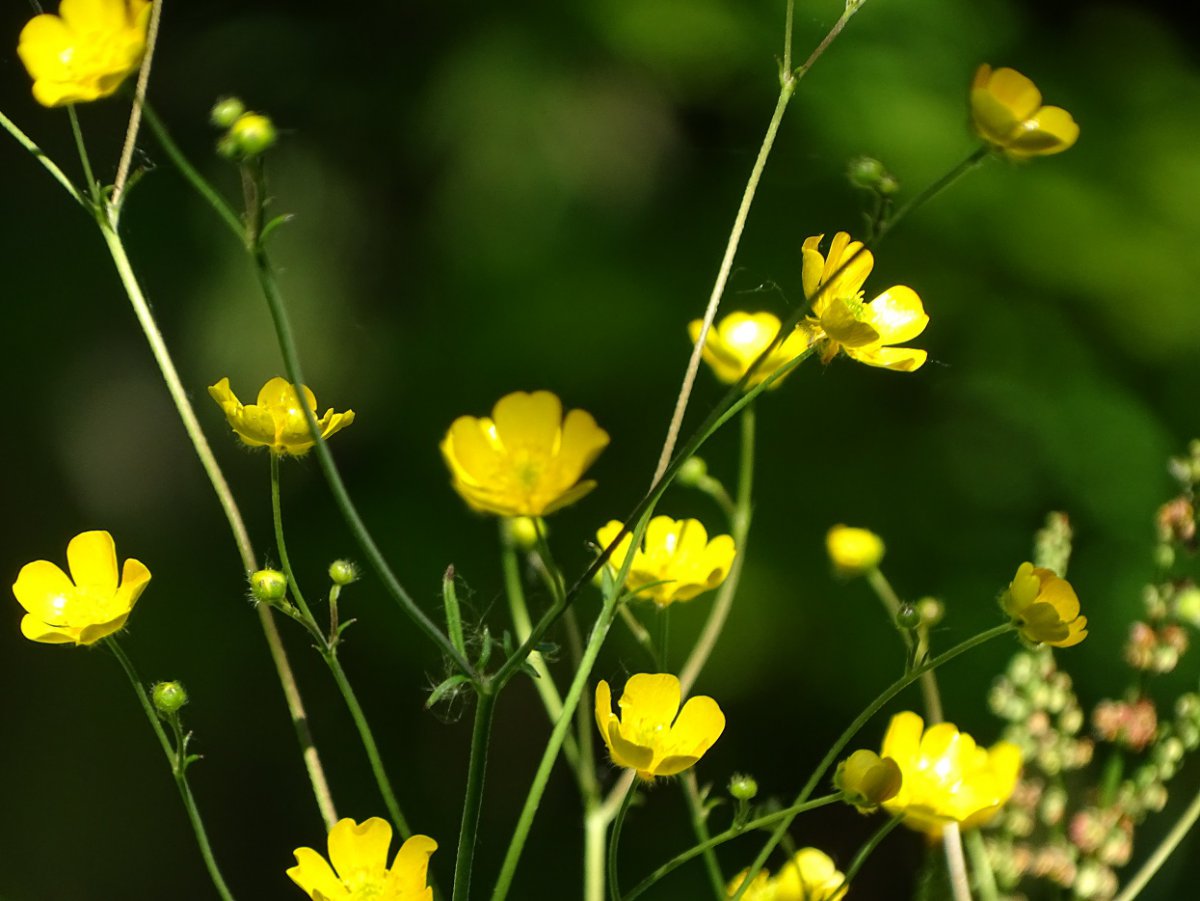 gelbe Blume c.jpg