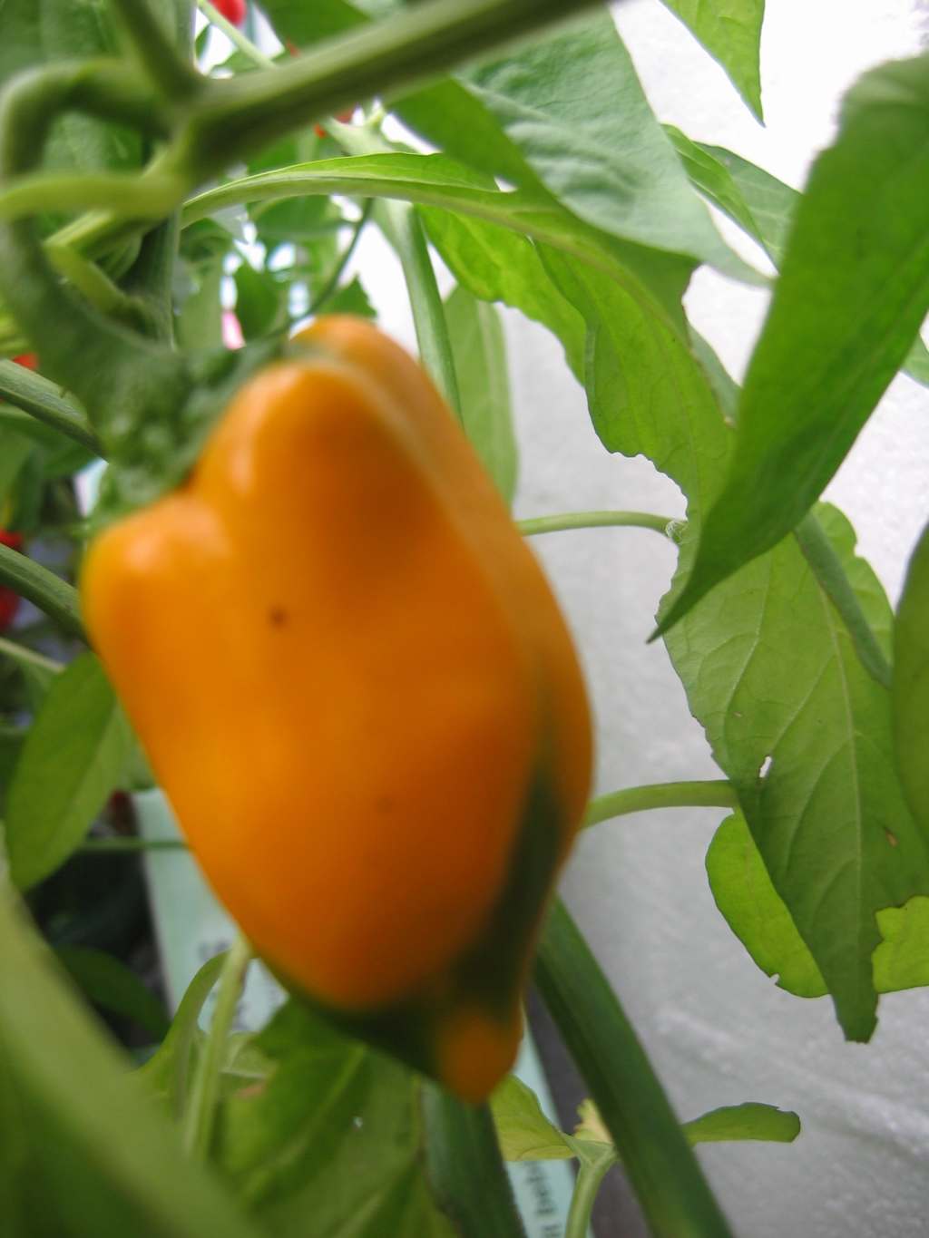 gelbe Grillpaprika 2006 (1)sts.jpg