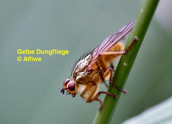 gelbedungfliege2m9dc4.jpg