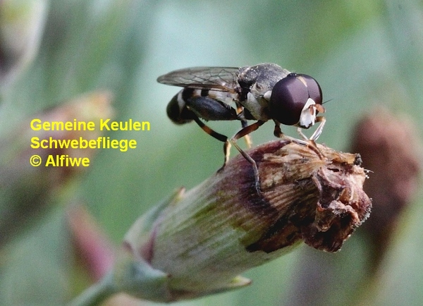 gemeinekeulenschwebef4qepd.jpg