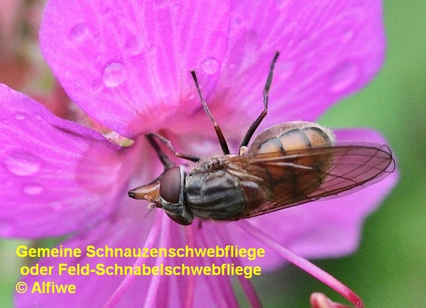 gemeineschnauzenschwe6ldim.jpg