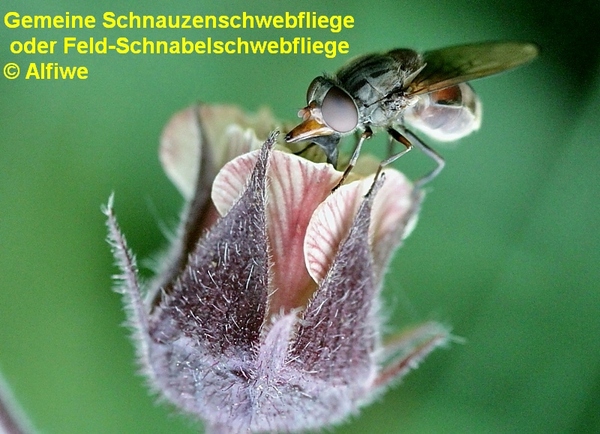 gemeineschnauzenschwej8clk.jpg