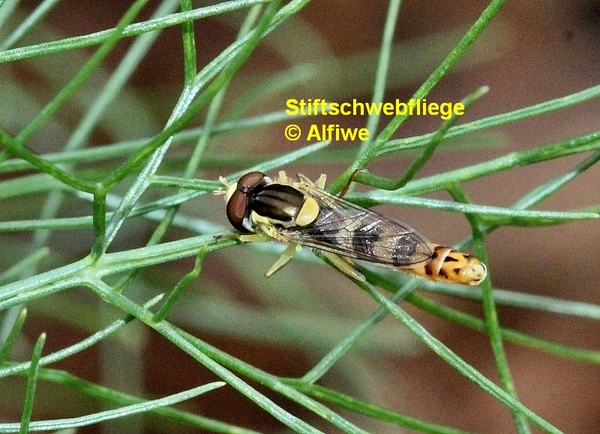 gemeinestiftschwebfli6zfib.jpg