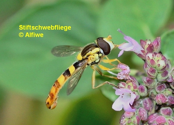 gemeinestiftschwebflii6i8p.jpg