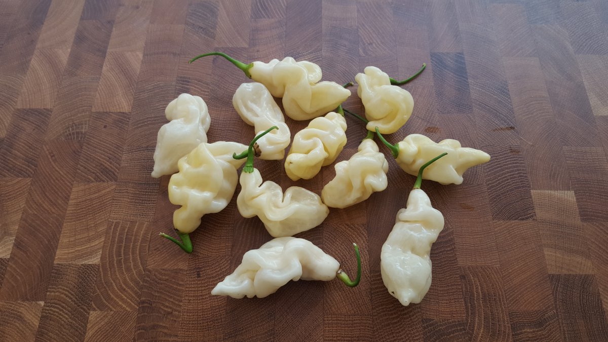 Goronong White2.jpg