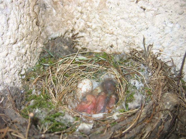 grauschnpper20071m97.jpg