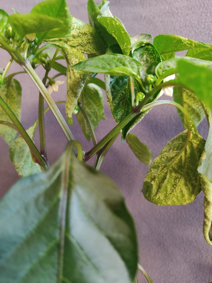 Greek Peperoni Windbrand Ödeme.jpg
