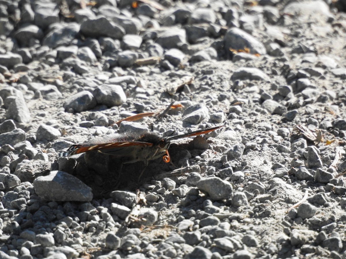 Großer Eisvogel 2.jpg