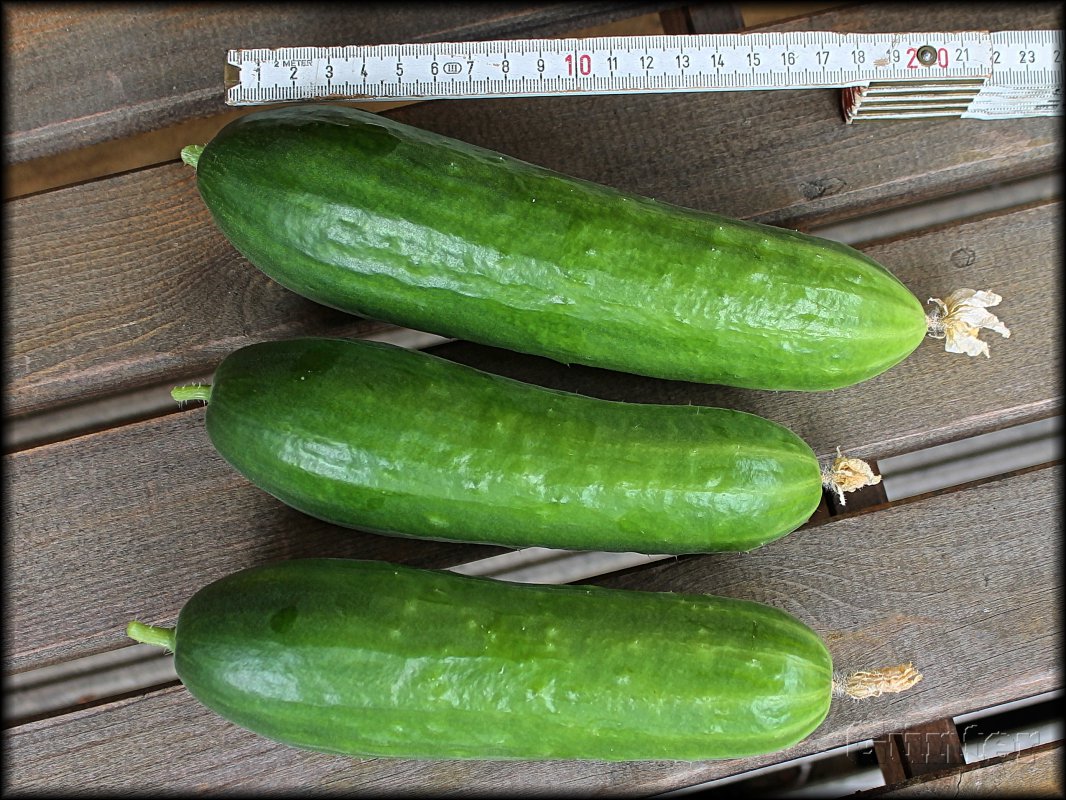 Gurken_18062018.JPG