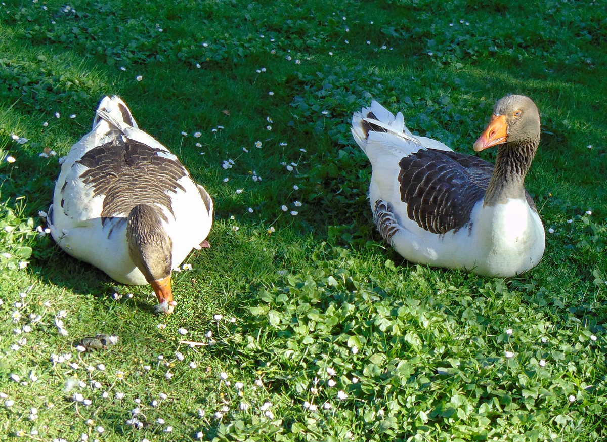Gustav_und_Gundula_Gans.jpg