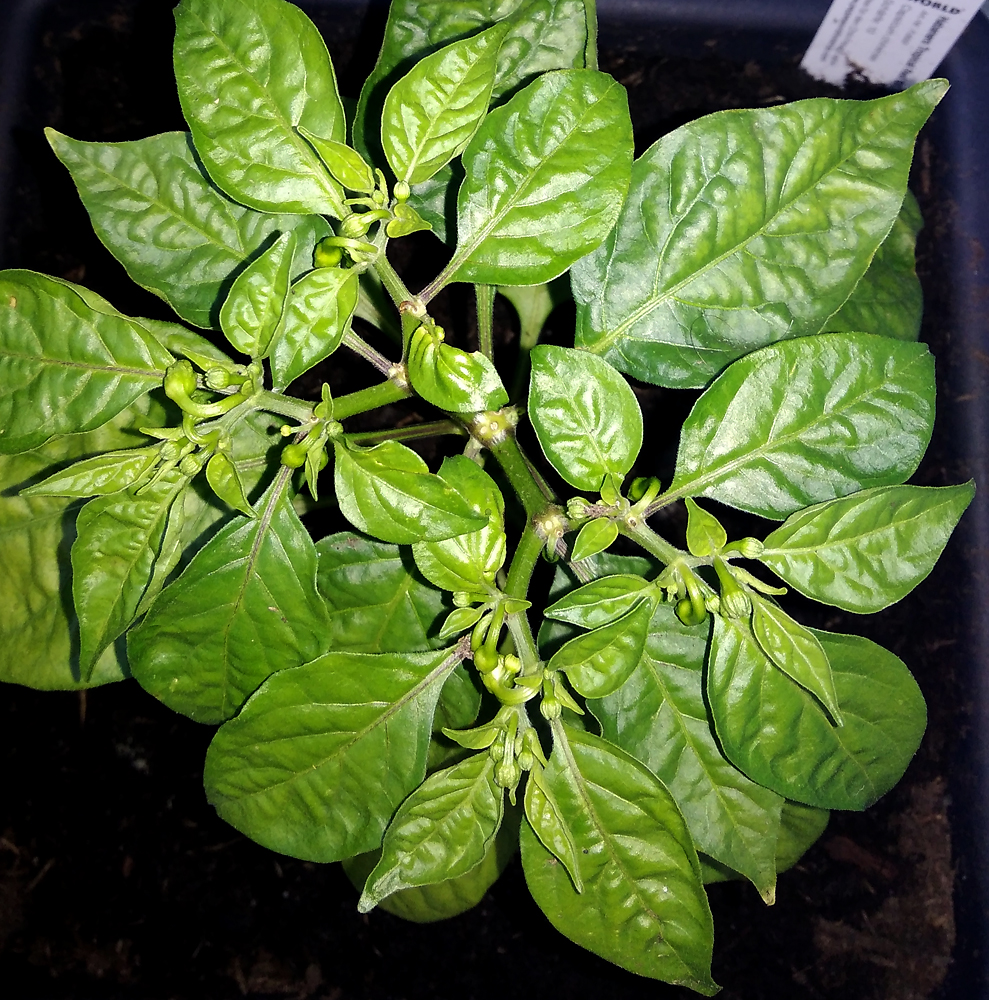 H_Tropical-Red-top.jpg