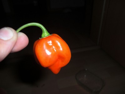 habanero (2).jpg