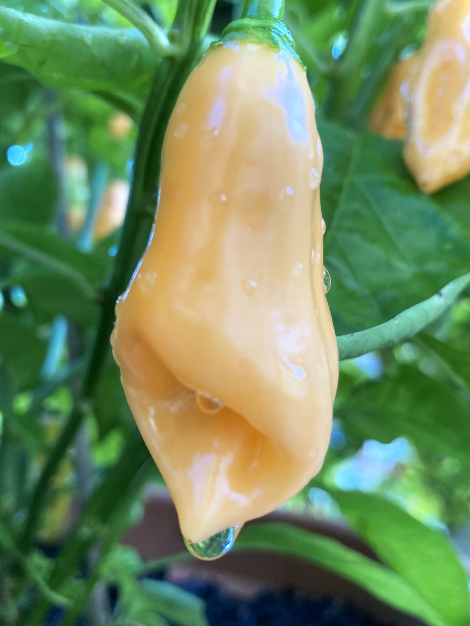 Habanero Bianco.jpeg