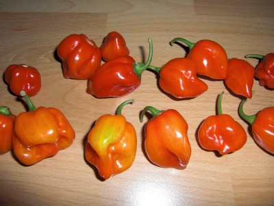habanero.jpg
