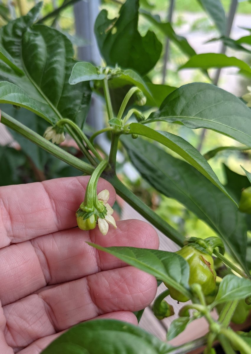 Habanero2.jpg