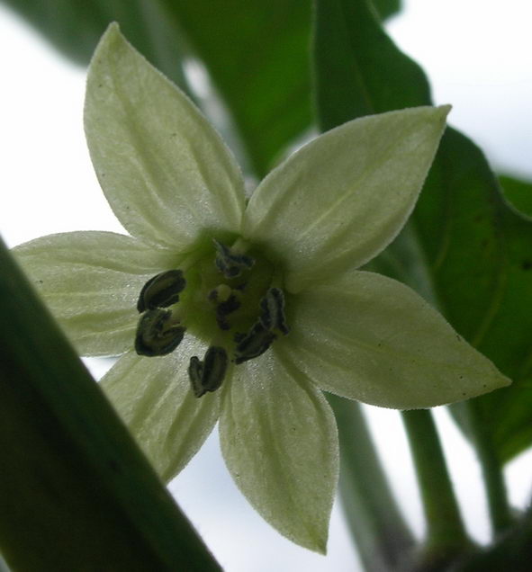 Habanero_rot_Bluete2009-09-05_9580.jpg