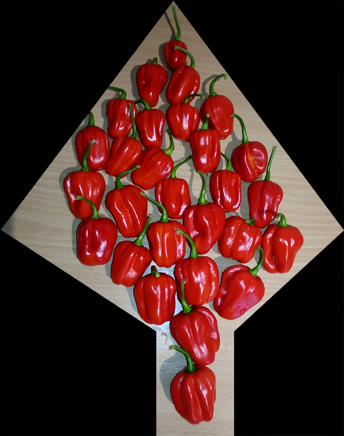 Habanero_Weihnachtsbaeumsche.jpg