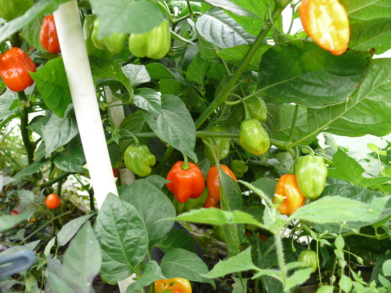 habanerocaribianred1wc4o.jpg