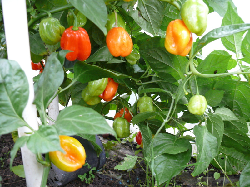 habanerocaribianred27iid.jpg