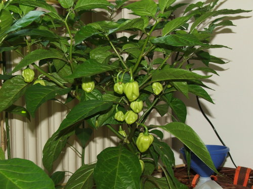 HabaneroRed.JPG